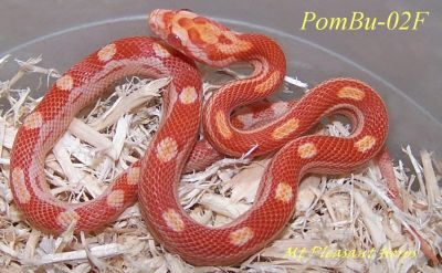 Corn Snakes For Sale - PetReptiles.org